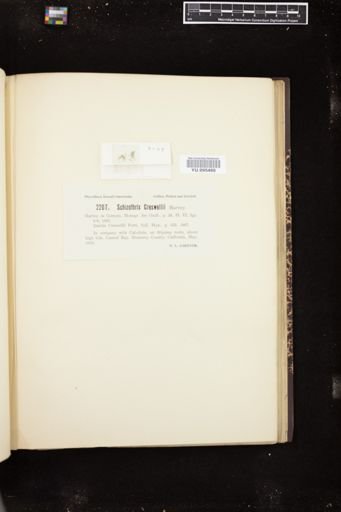 Schizothrix creswellii