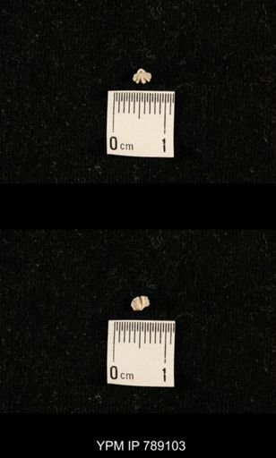 undet. Brachiopoda