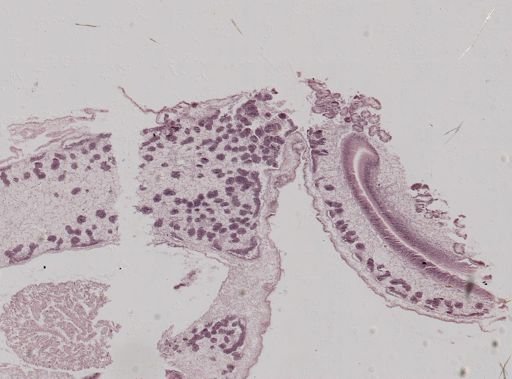 Crassostrea virginica