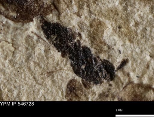undet. Insecta