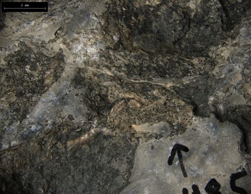 Aplocoma damesii
