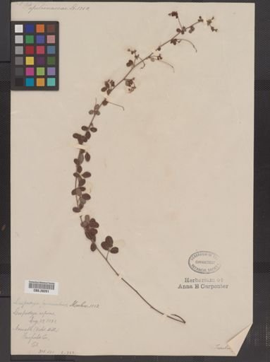 Lespedeza procumbens