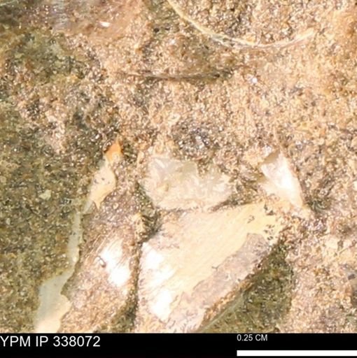 undet. Bivalvia