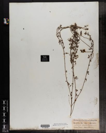 Plantae