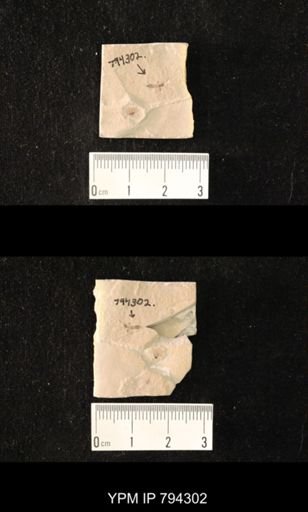 undet. Staphylinidae