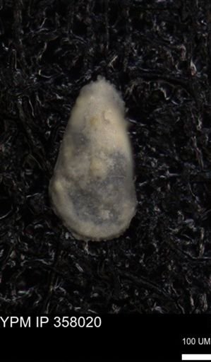 undet. Ostracoda