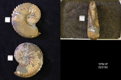 Jeletzkytes nebrascensis