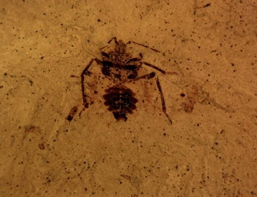 undet. Hemiptera