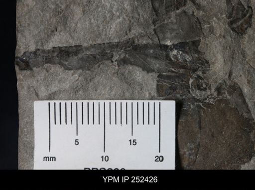 undet. Eurypterida