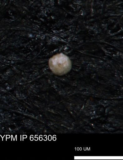 undet. Foraminiferida