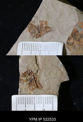 undet. Asterozoa