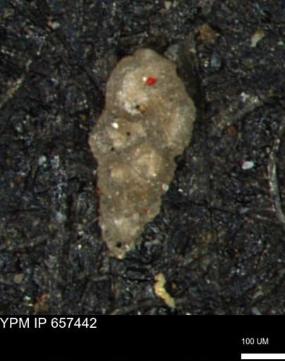 Bimonilina variana