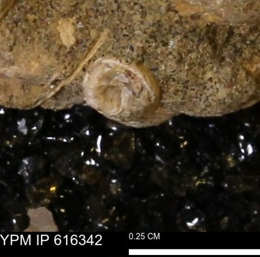 undet. Gastropoda
