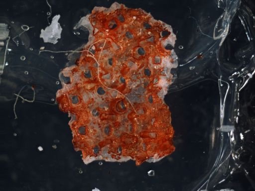 Celleporaria cf. sibogae