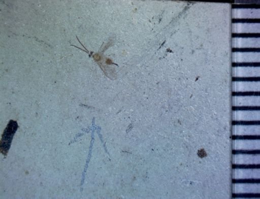 Hymenoptera?