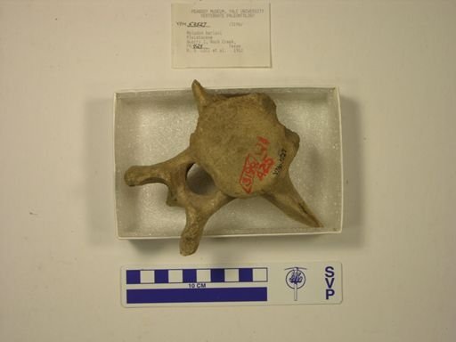 Mylodon harlani