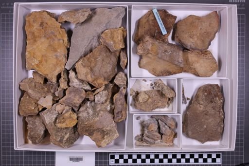 mixed taxa, stratigraphic collection