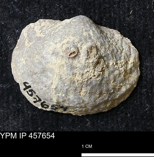 Helaspis sp.