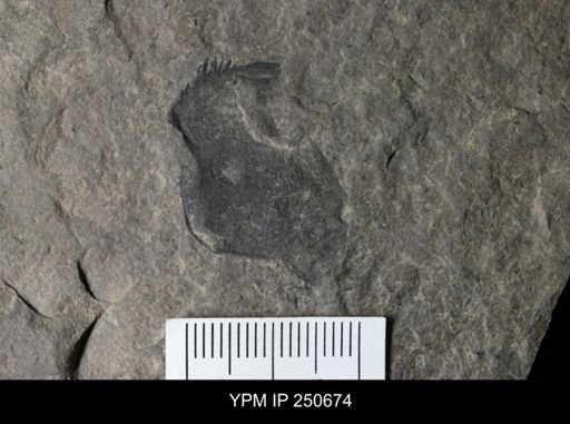 undet. Eurypterida