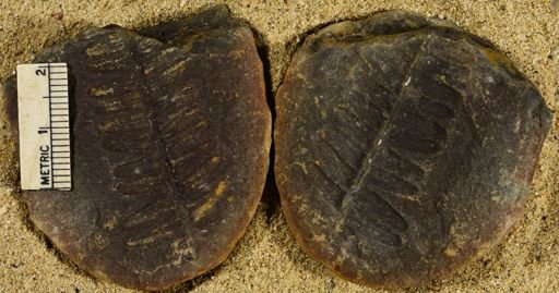 Pecopteris sp.