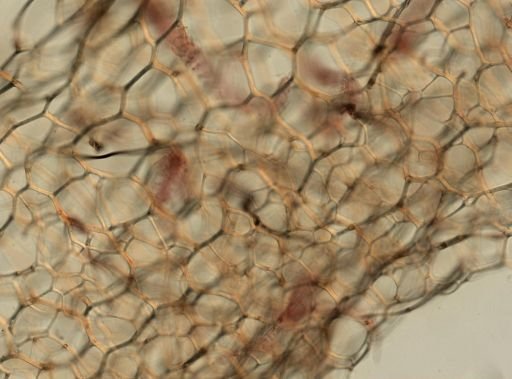 Spongia obliqua