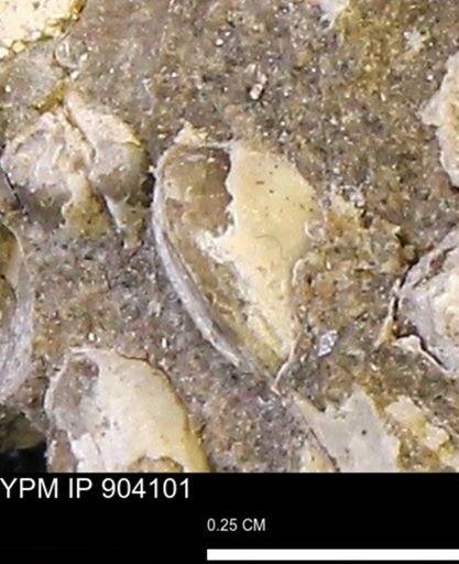 Corbulamella?