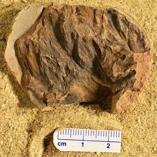 Aphlebia