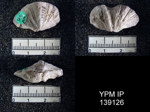 Spirifer (Neospirifer) musakheylensis