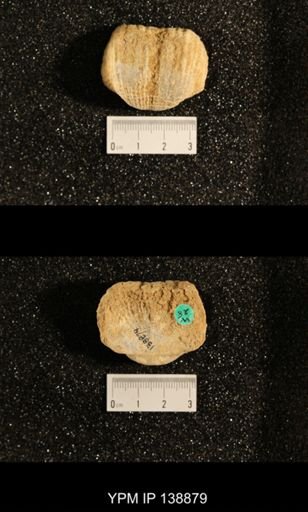 Productus (Dictyoclostus) subcostatus