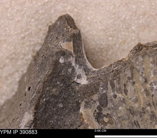 Bivalvia