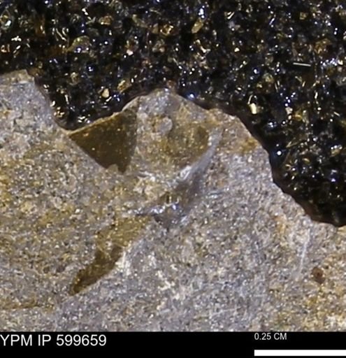 Protocardia subquadrata