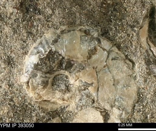 Scaphites sp.