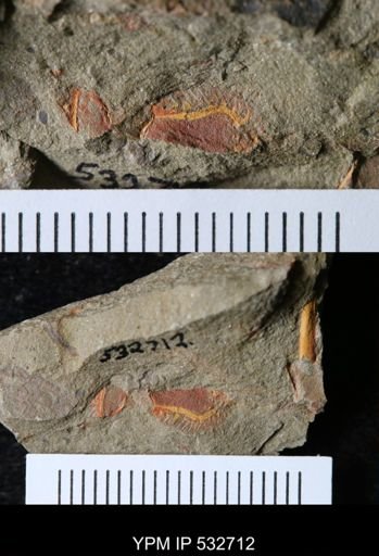 Chauvelicystis sp.