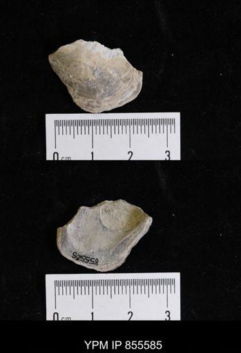 undet. Ostreidae