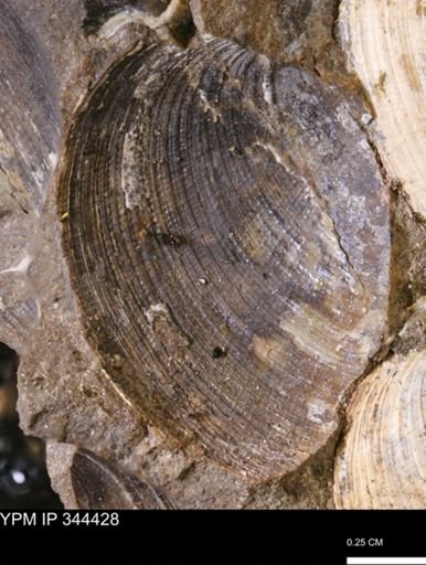 Limopsis striatopunctatus