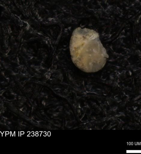 undet. Foraminiferida