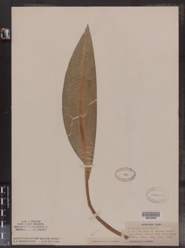 Orontium aquaticum