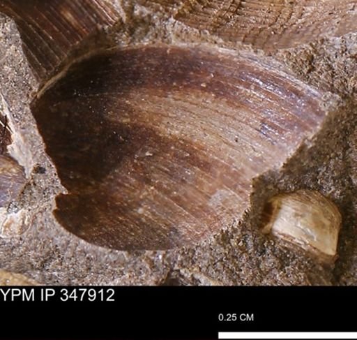Limopsis striatopunctatus