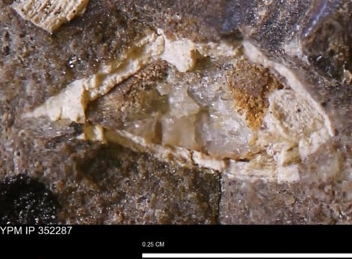 undet. Mollusca