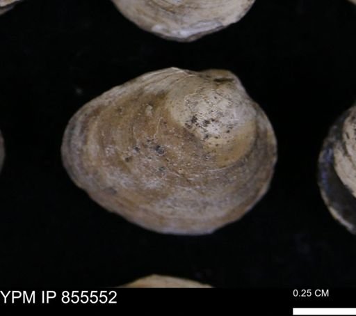 Limopsis striatopunctatus