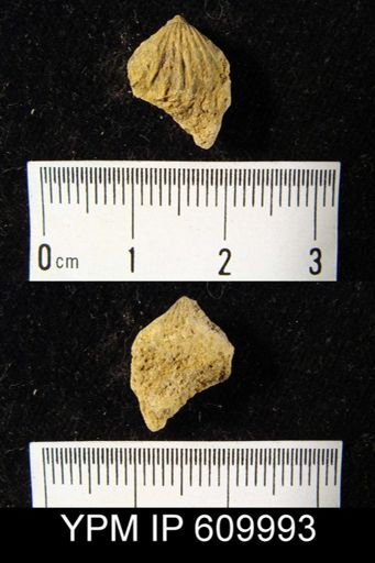 Camarotoechia transversa