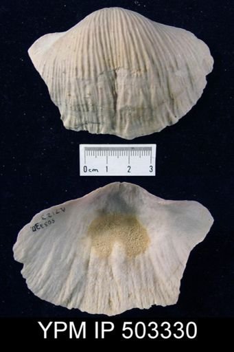 Semiplanus semiplanus