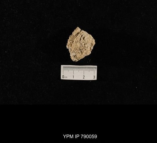 undet. Brachiopoda; shell hash with
