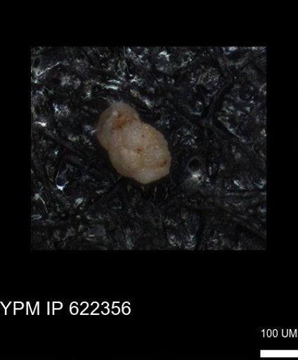 undet. Foraminiferida