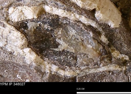 undet. Bivalvia