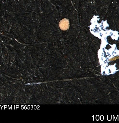 undet. Foraminiferida