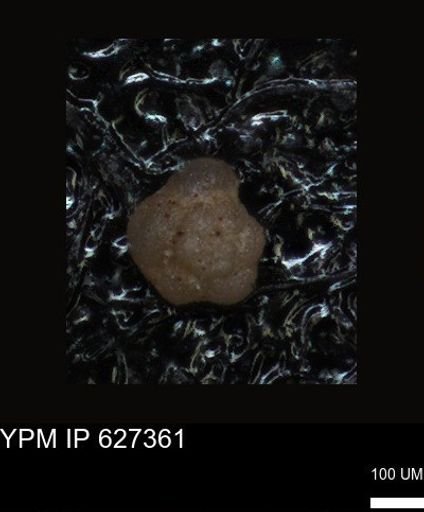 undet. Foraminiferida