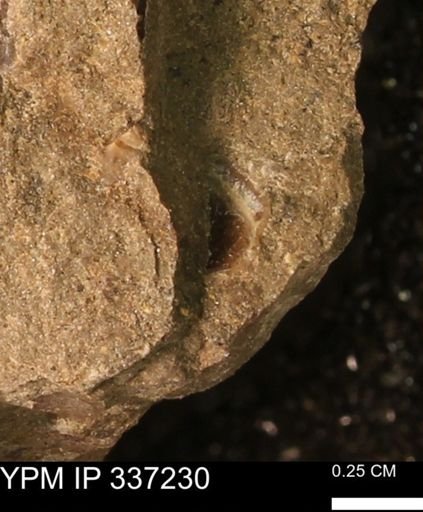 undet. Mollusca