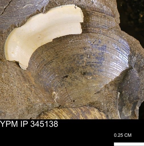 Limopsis striatopunctatus