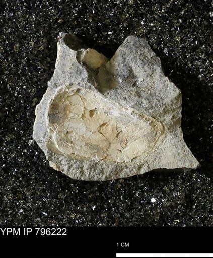 undet. Bivalvia